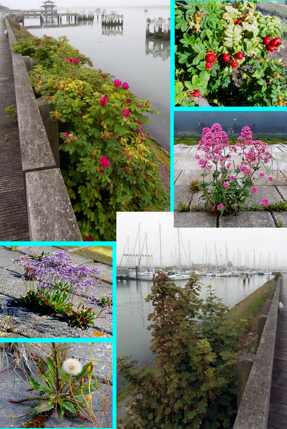 collage zichten en planten